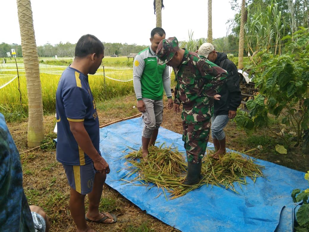 Motivasi Petani di Desa Durian Bungkuk, Babinsa Posramil Batu Ampar Ambil Bagian Laksanakan Pengubinan