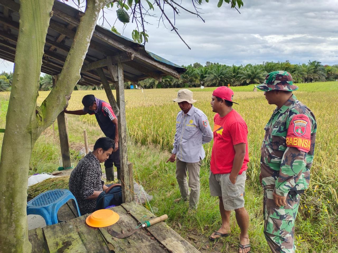 Melalui Komsos Babinsa Kodim 1009/Tla, Menjalin Silaturahmi Serta Pendampingan Kepada Petani