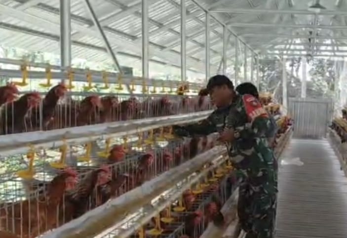 Perkuat Ketahanan Pangan Desa, Babinsa Pandawan Dampingi Peternak Ayam Petelur