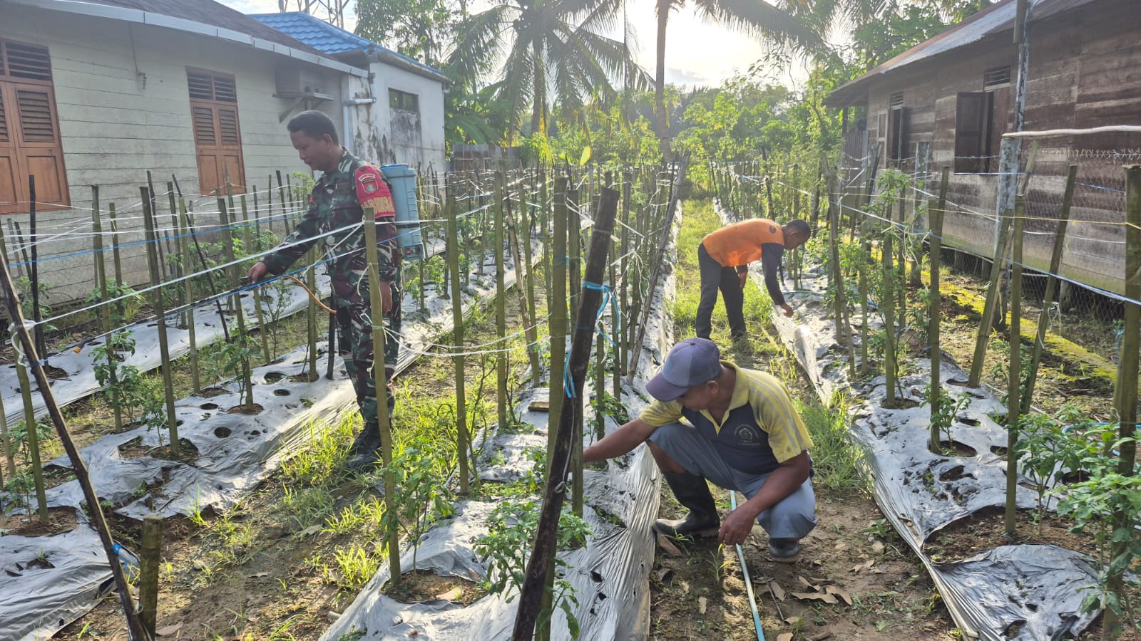 TNI Bersama Rakyat, Babinsa Koramil 1002-07 Bantu Warga Rawat Cabe