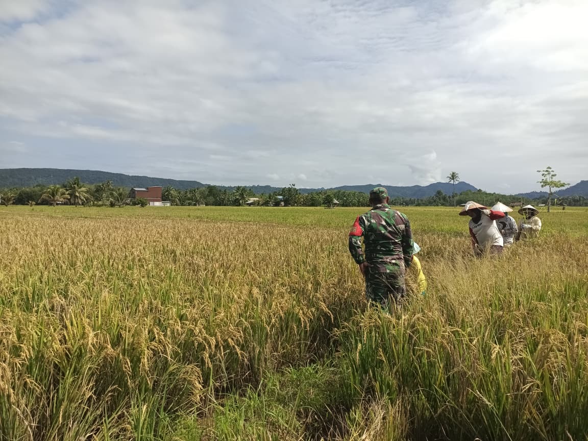 Penuh Keakraban, Babinsa Koramil Muara Uya-Jaro Panen Padi Bersama Petani Desa Nalui