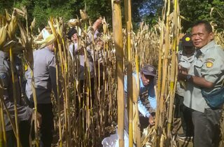 Panen Jagung, Polresta Malang Kota Perkuat Ketahanan Pangan Bersama Petani Kedungkandang