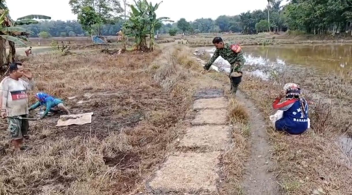 Babinsa Koramil Barabai Bantu Petani Semai Bibit Padi di Desa Babai