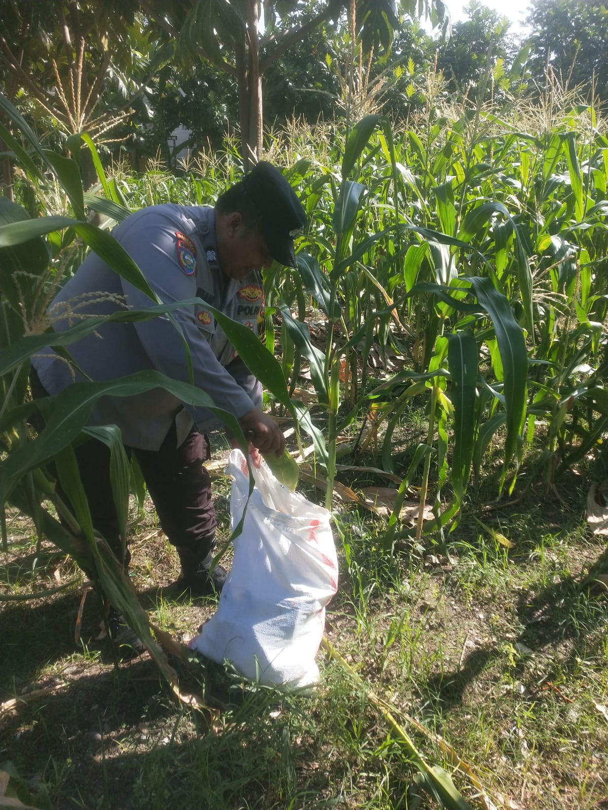 Polsek Jambangan dan Warga Melaksanakan Panen Jagung di Lahan BTKD untuk Ketahanan Pangan Surabaya