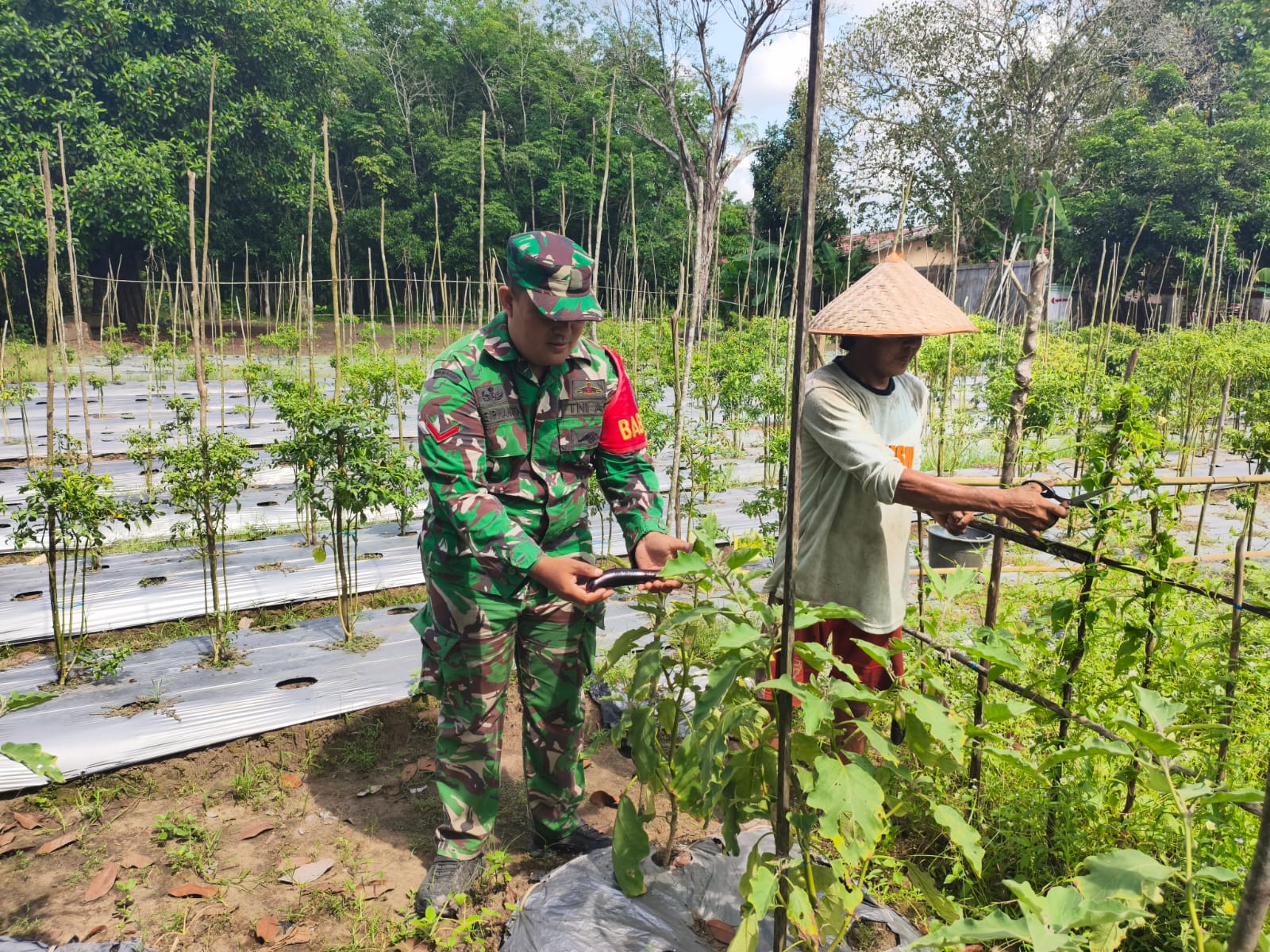 Pendampingan Babinsa Jadi Motivasi Petani Hortikultura Desa Karangan Putih