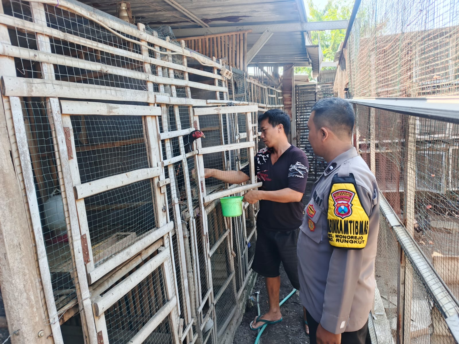 Ketahanan Pangan | Polsek Rungkut Dukung Peternak Ayam Petelur, Perkuat Kemandirian Pangan Warga Surabaya