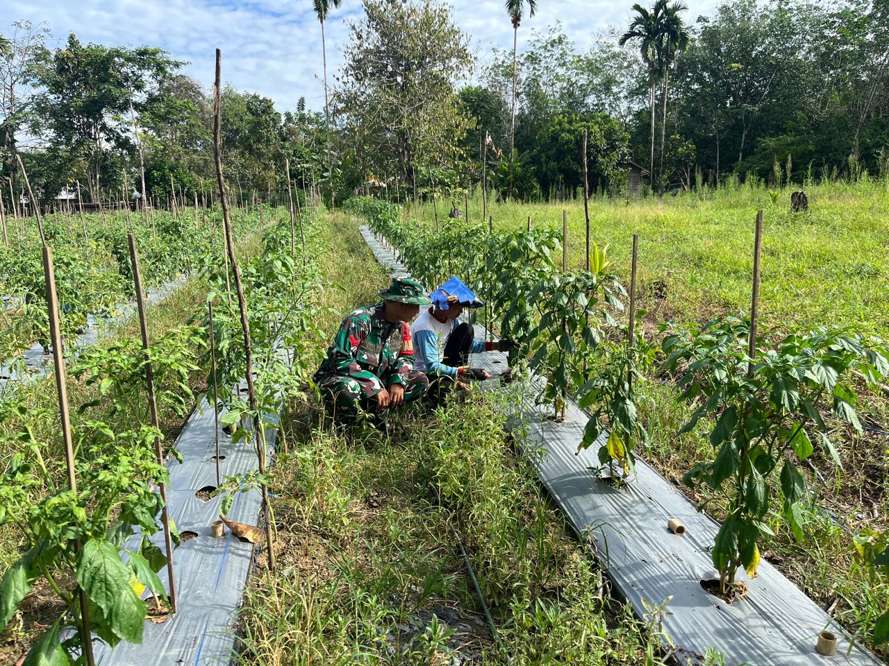 Babinsa dan Petani Bersinergi Perkuat Ketahanan Pangan di Muara Uya