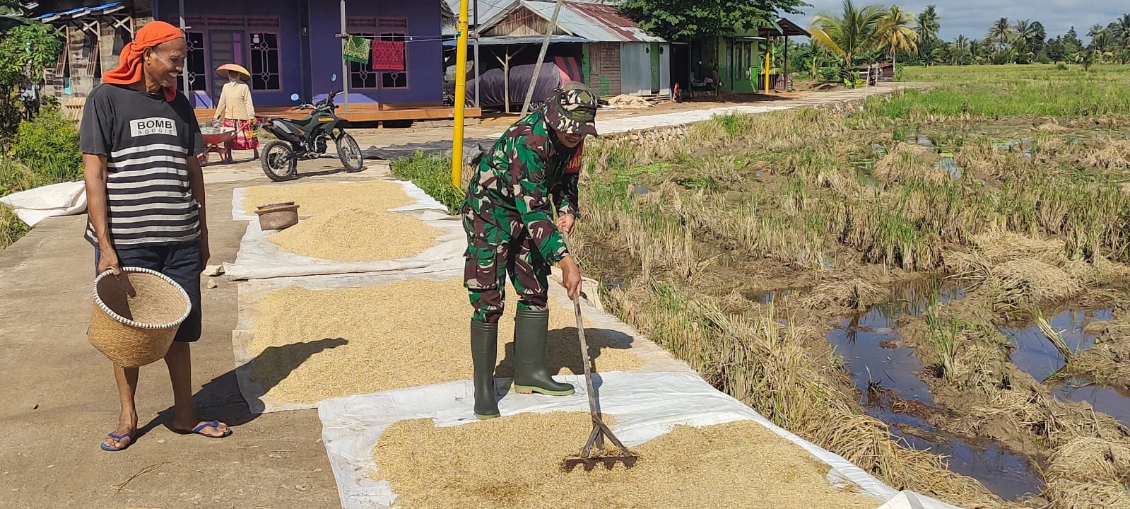 Kemanunggalan TNI dan Rakyat, Babinsa Bantu Warga Jemur Gabah di Kelurahan Pulau
